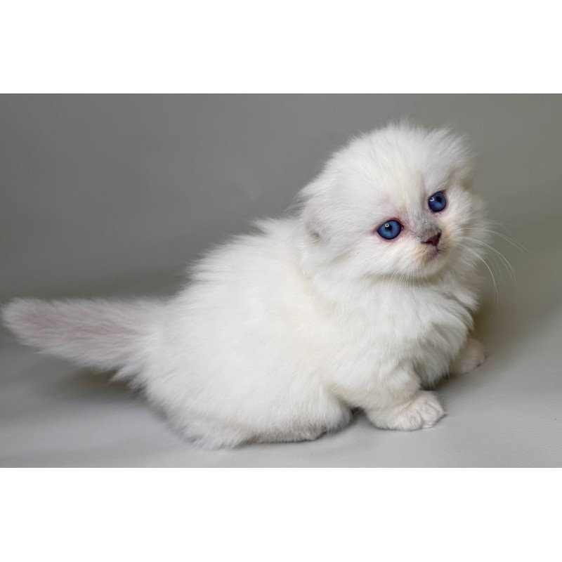 Munchkin Stormy
