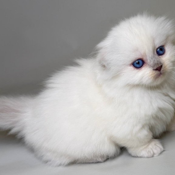 Munchkin Stormy