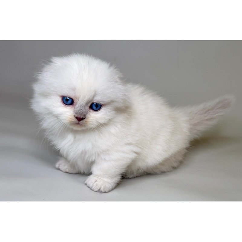 Munchkin Stormy