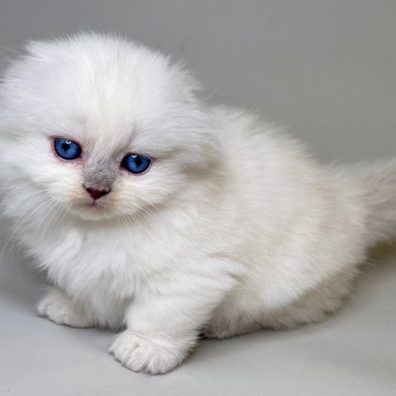 Munchkin Stormy