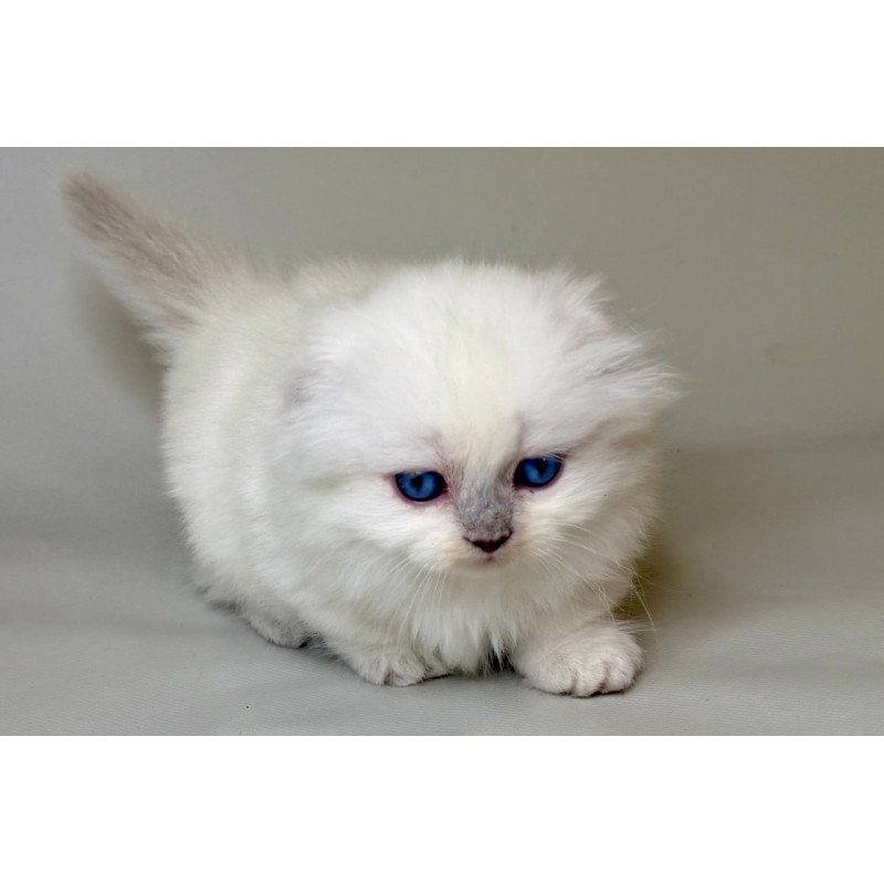 Munchkin Stormy