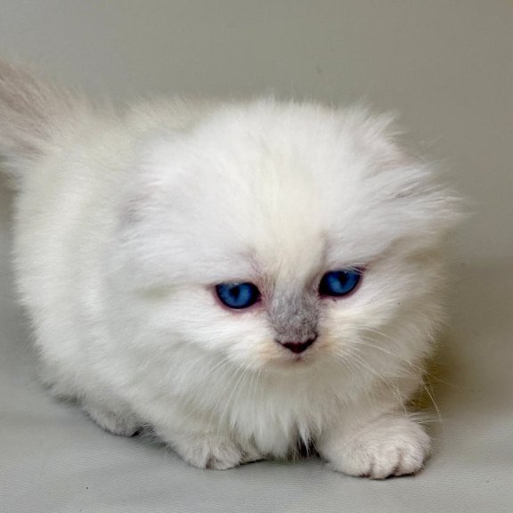 Munchkin Stormy