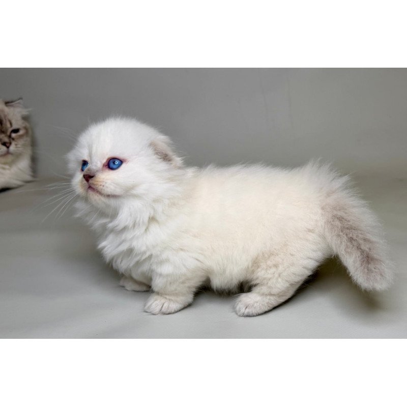 Munchkin Stormy