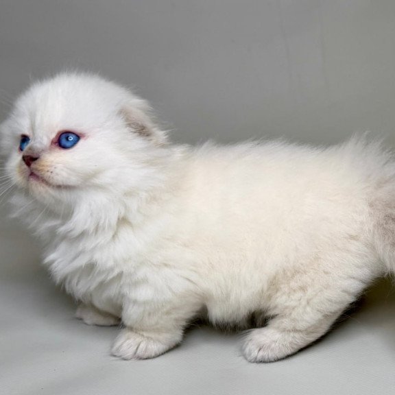Munchkin Stormy