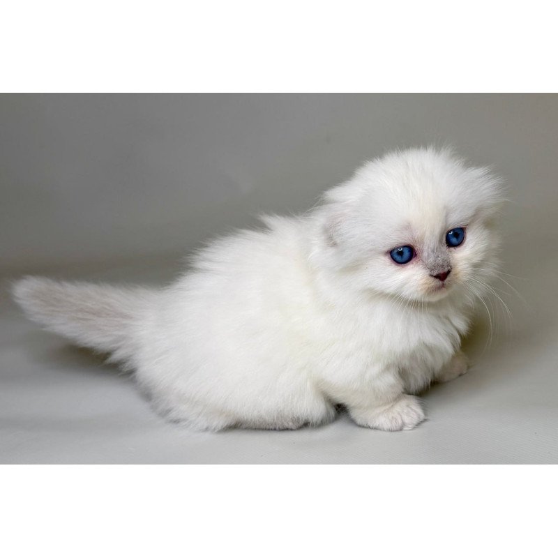 Munchkin Stormy