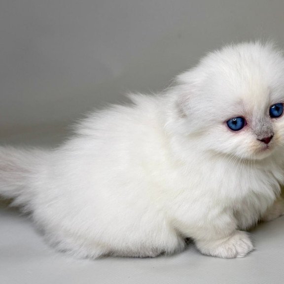 Munchkin Stormy