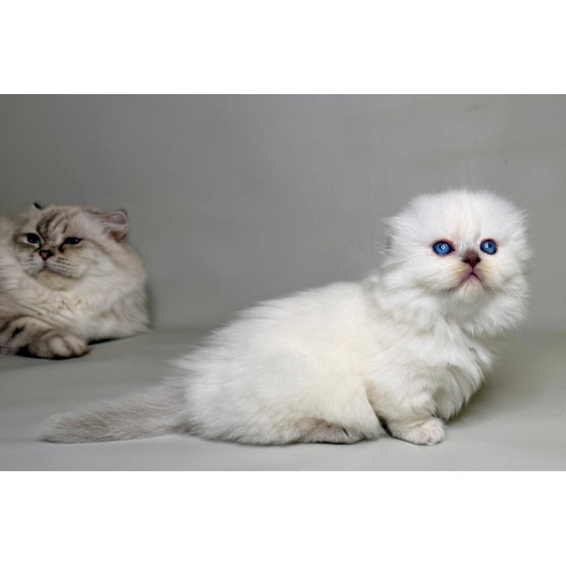 Munchkin Stormy