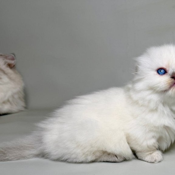 Munchkin Stormy
