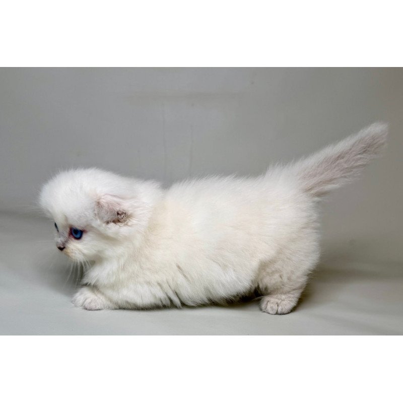 Munchkin Stormy