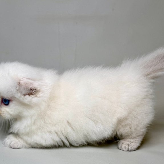 Munchkin Stormy