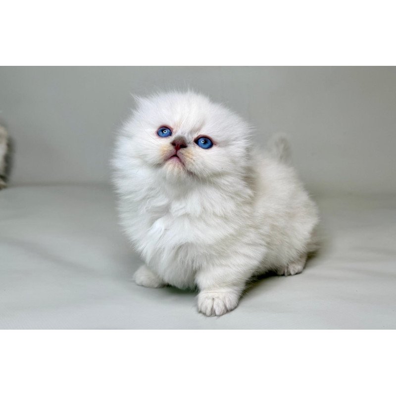 Munchkin Stormy