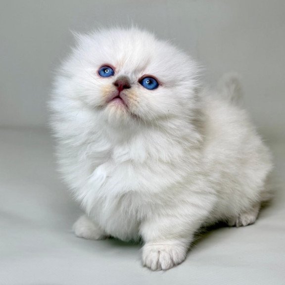 Munchkin Stormy