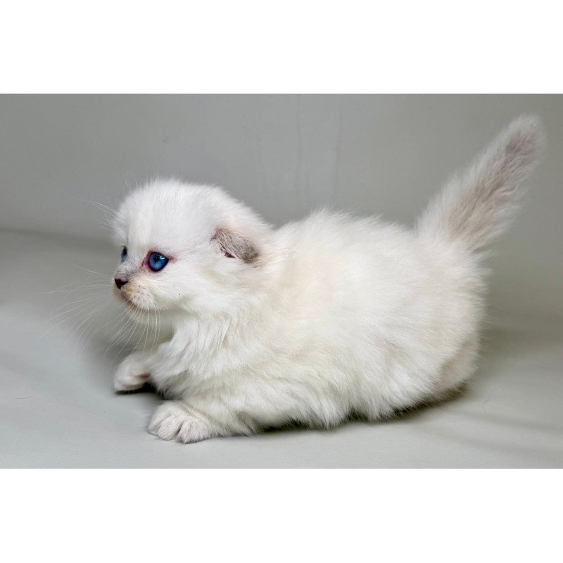 Munchkin Stormy