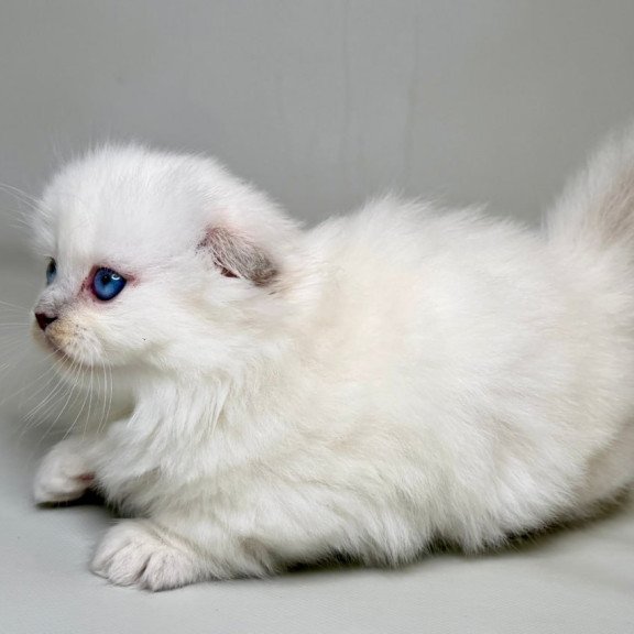 Munchkin Stormy