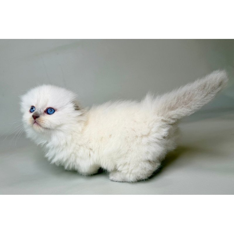 Munchkin Stormy