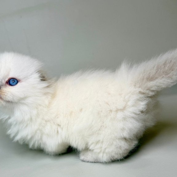 Munchkin Stormy
