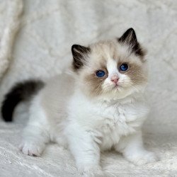 Ragdoll Yuka