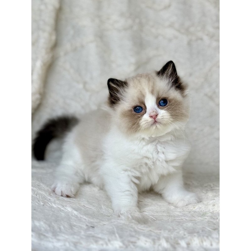 Ragdoll Yuka