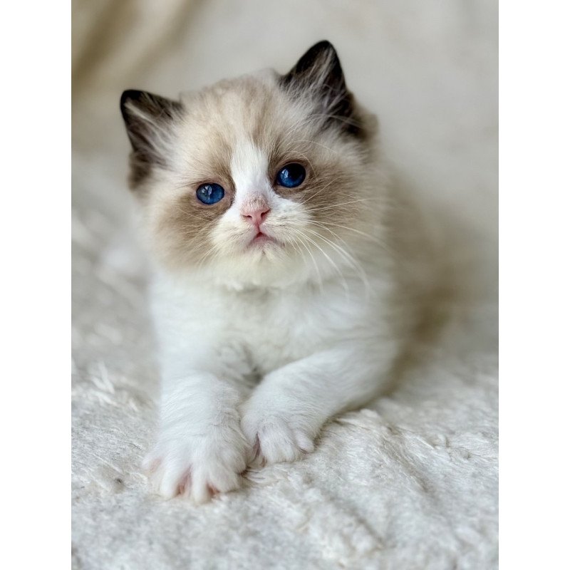 Ragdoll Yuka