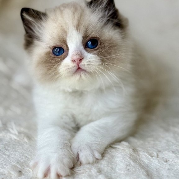 Ragdoll Yuka