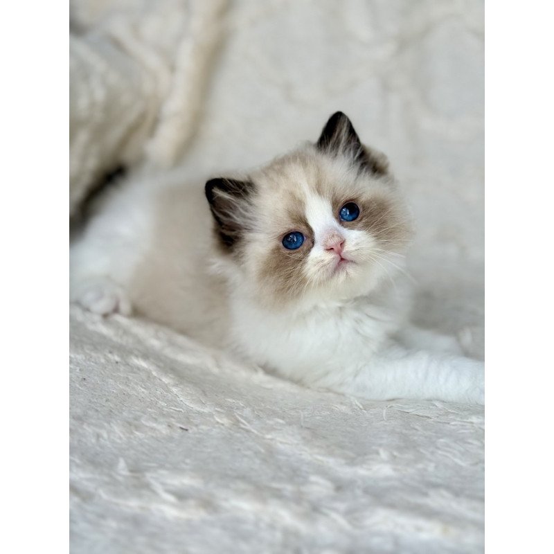 Ragdoll Yuka