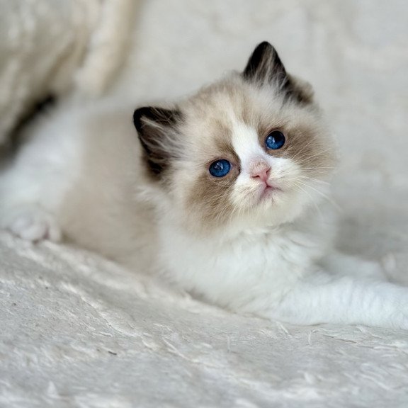 Ragdoll Yuka