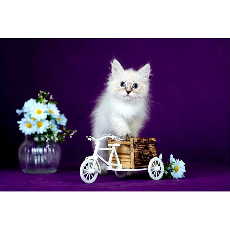 Siberian POLIN Lila