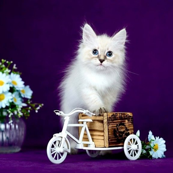 Siberian POLIN Lila