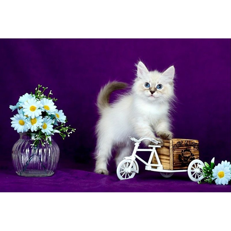 Siberian POLIN Lila