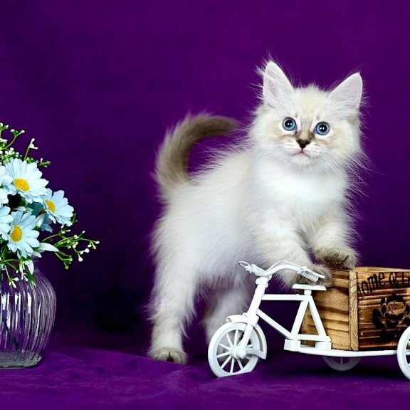 Siberian POLIN Lila
