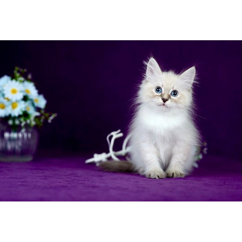 Siberian POLIN Lila