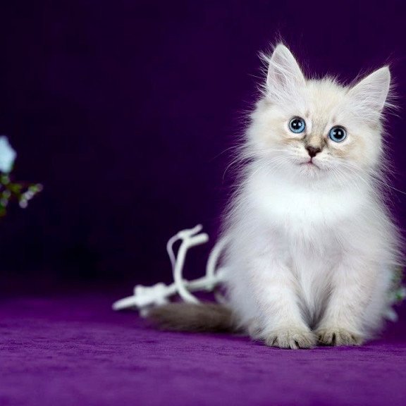 Siberian POLIN Lila