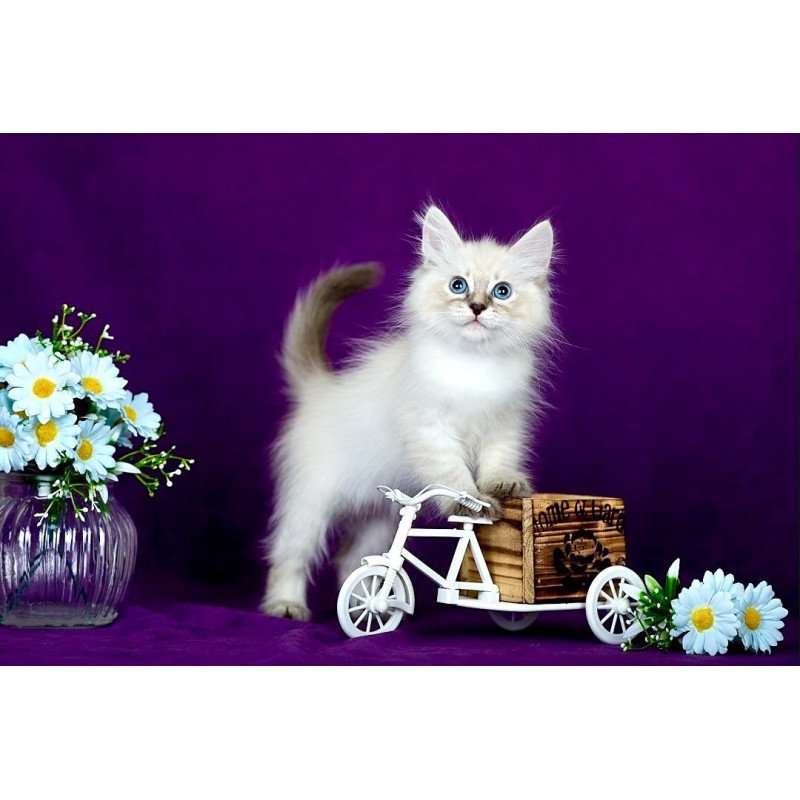 Siberian POLIN Lila