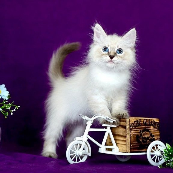 Siberian POLIN Lila