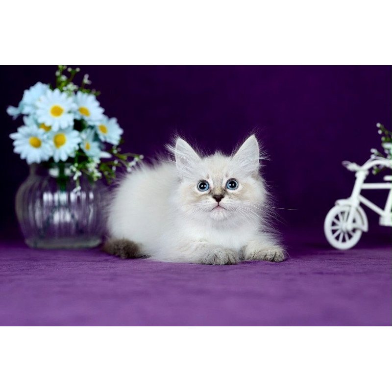 Siberian POLIN Lila