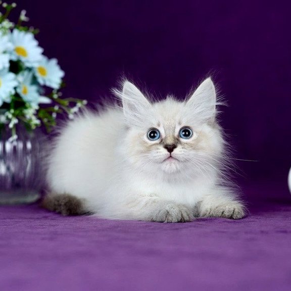 Siberian POLIN Lila