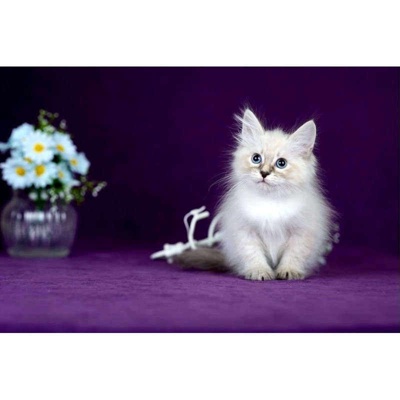 Siberian POLIN Lila