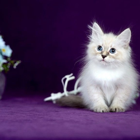 Siberian POLIN Lila
