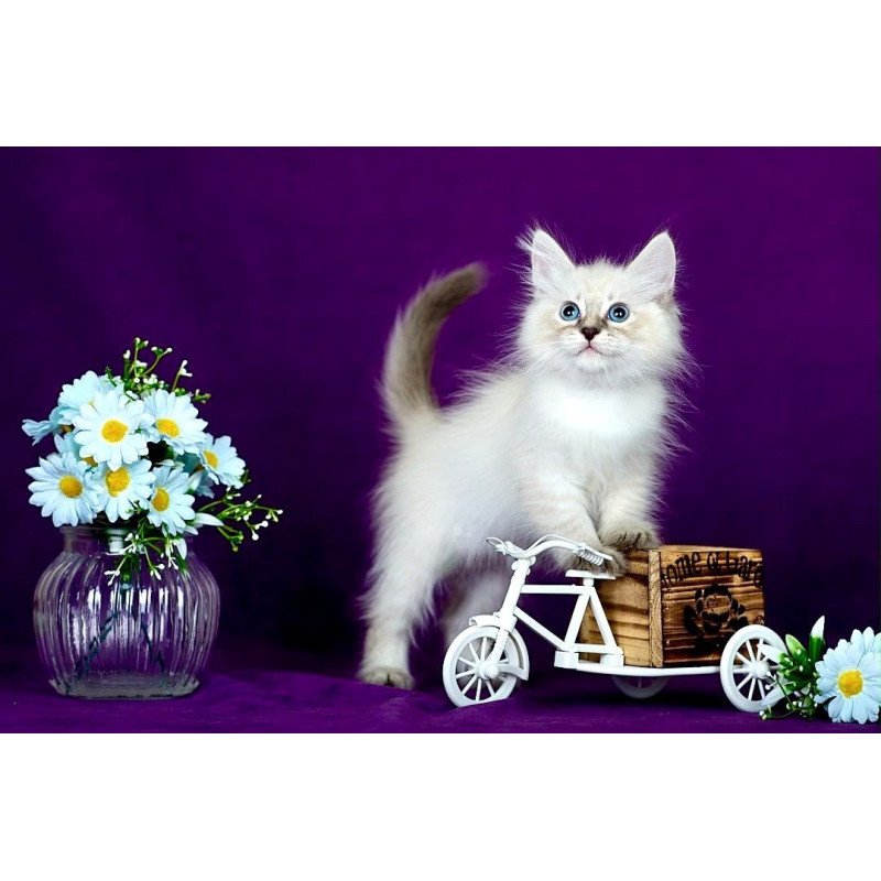 Siberian POLIN Lila
