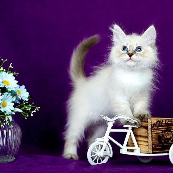 Siberian POLIN Lila