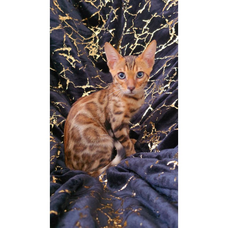 Bengal POLIN Tina