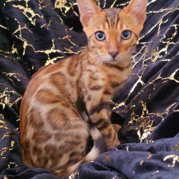 Bengal POLIN Tina