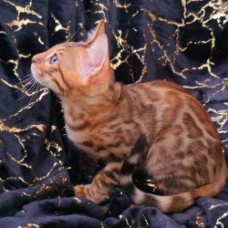 Bengal POLIN Tina