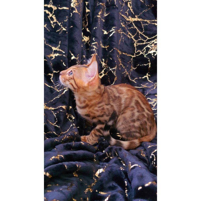 Bengal POLIN Tina