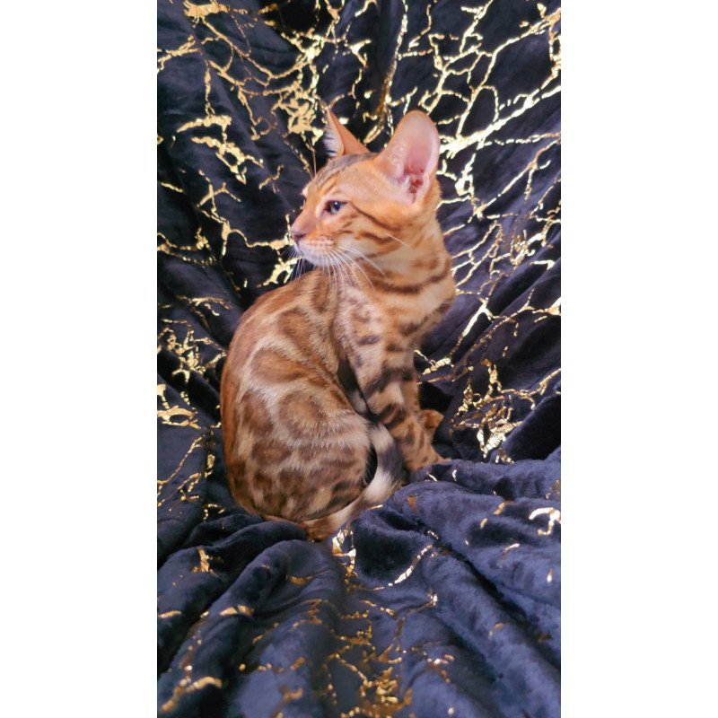 Bengal POLIN Tina