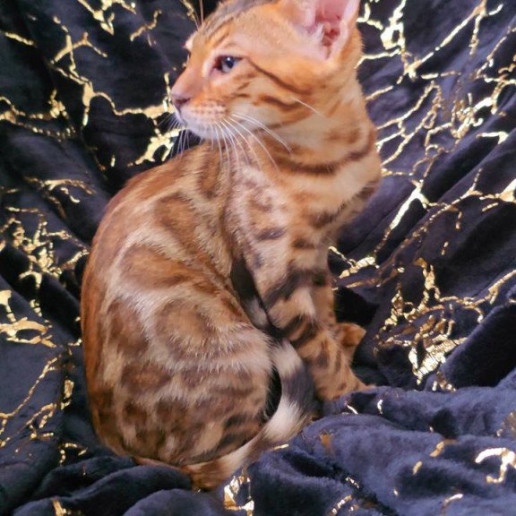 Bengal POLIN Tina