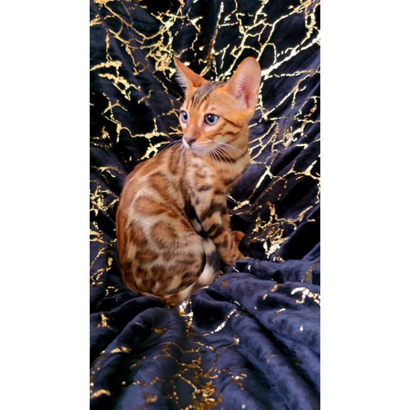 Bengal POLIN Tina