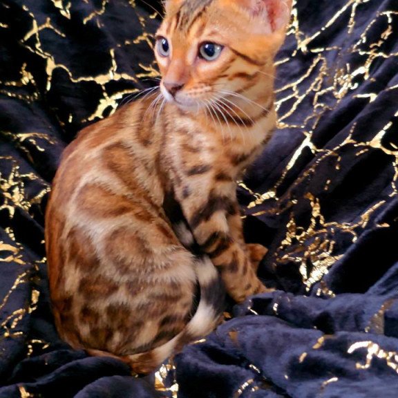 Bengal POLIN Tina