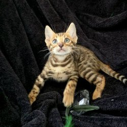 Bengal POLIN Theodore