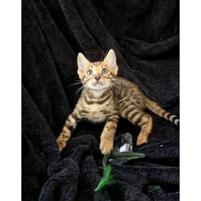 Bengal POLIN Theodore